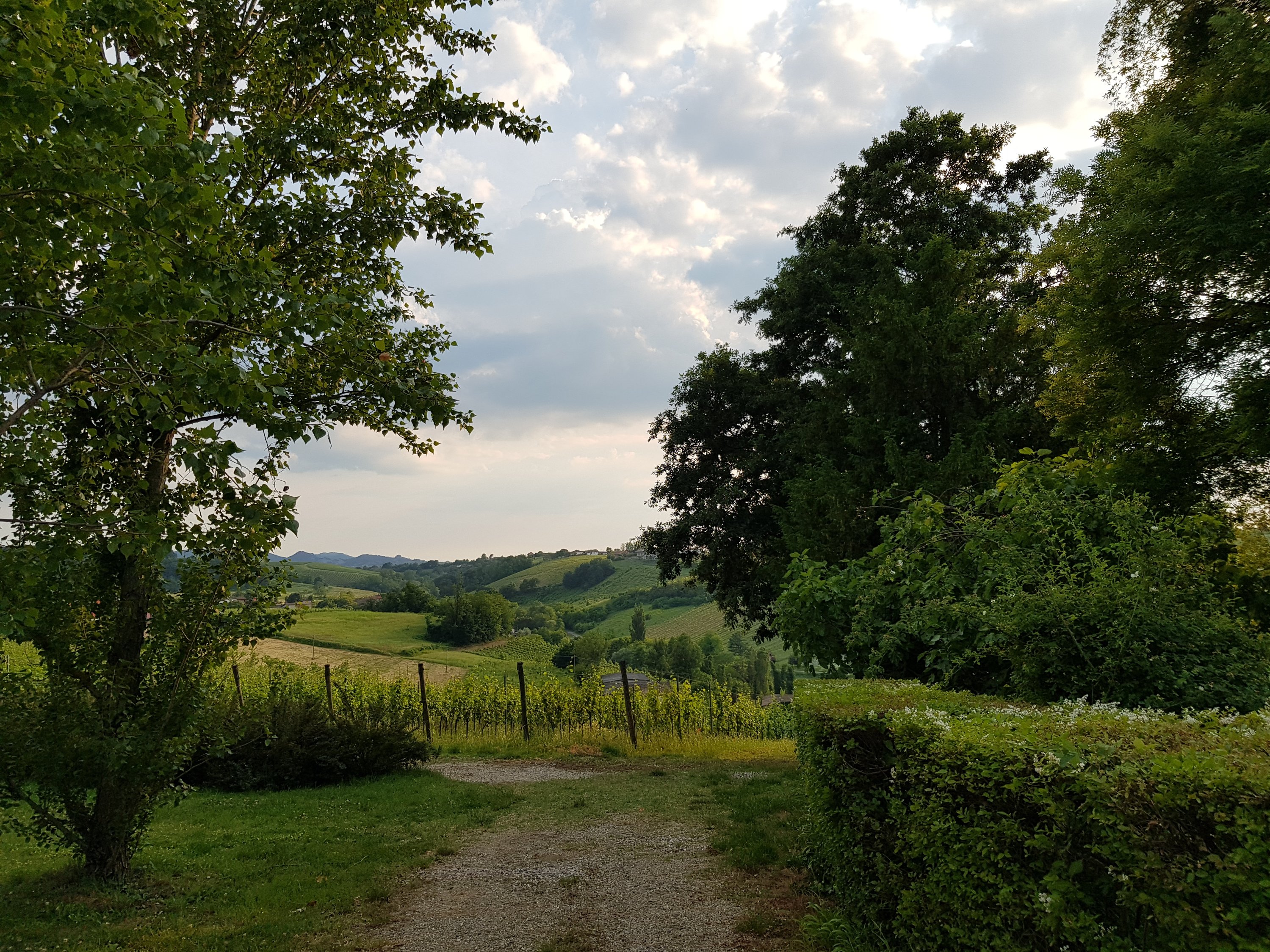 Wines from Italy